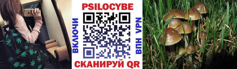 hydra рабочий сайт сколько стоит Дальнереченск Псилоцибиновые грибы Psilocybe